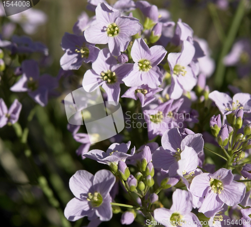 Image of violet spring flowers