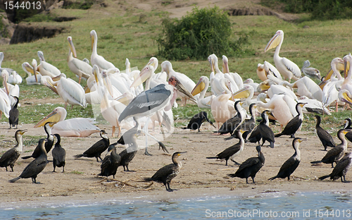 Image of birds at the Queen Elizabeth National Park in Uganda