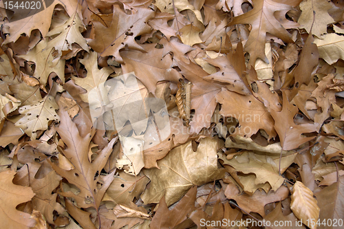 Image of sere brown autumn leaves