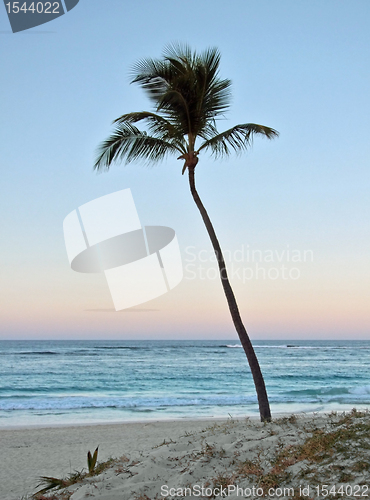 Image of palm tree at evening time