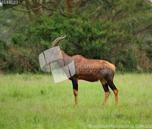 Image of Common Tsessebe in Uganda