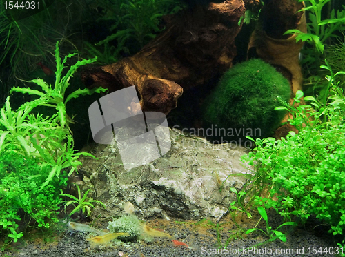 Image of fresh water shrimps