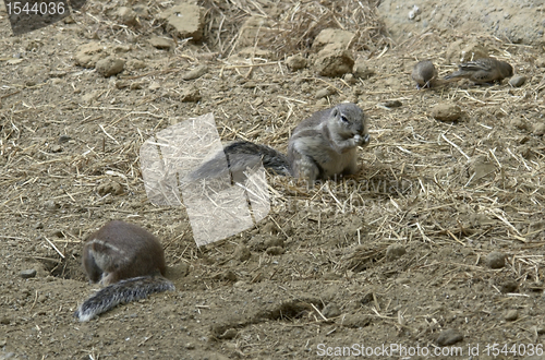 Image of ground squirrels