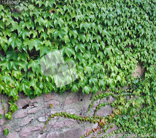 Image of ivy and stone wall