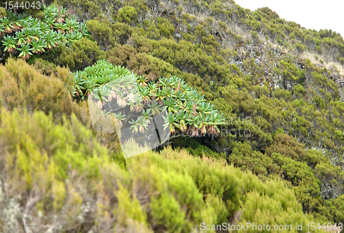 Image of vegetation around Mount Muhabura