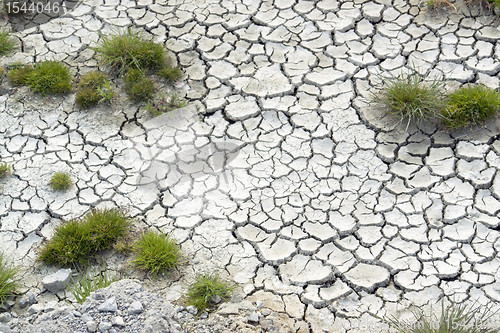 Image of grass plants in arid ambiance