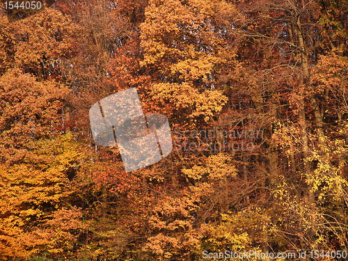 Image of abstract autumn back