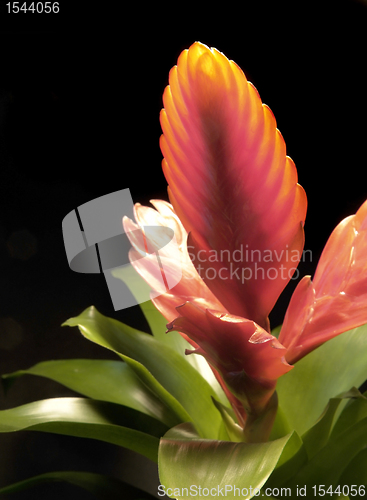 Image of red bromeliad