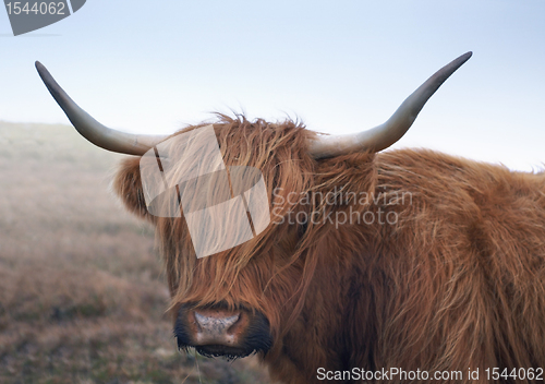 Image of red brown Highland cattle