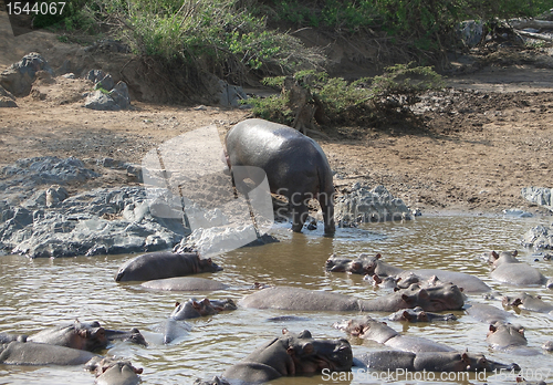 Image of Hippo and shore