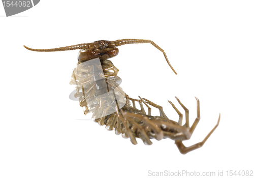 Image of dead supine centipede