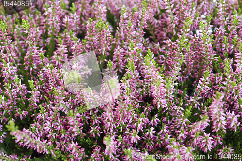 Image of abstract floral back with pink flowers