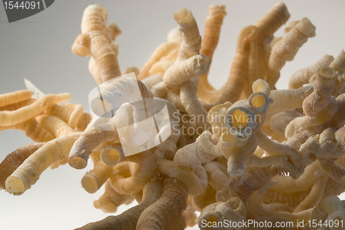 Image of serpulid worm tubes