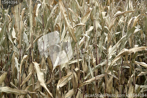 Image of sere corn plants