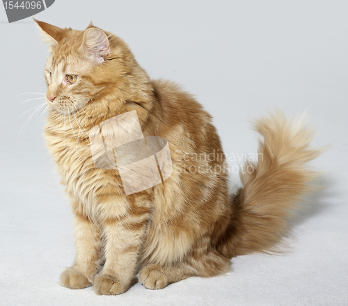 Image of maine Coon kitten