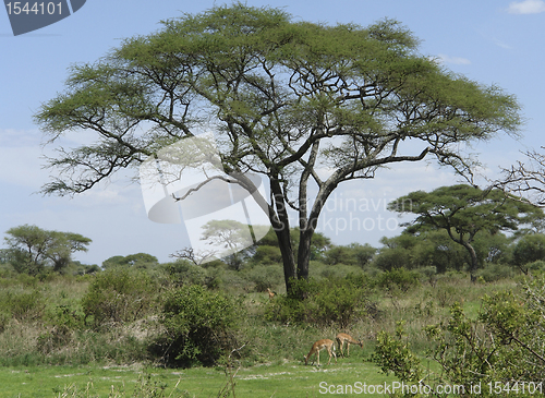 Image of some Impalas in the savannah