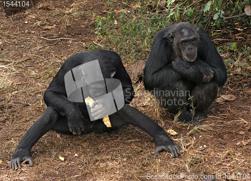 Image of chimpanzees on the ground