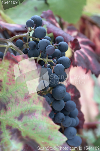 Image of blue grapes closeup