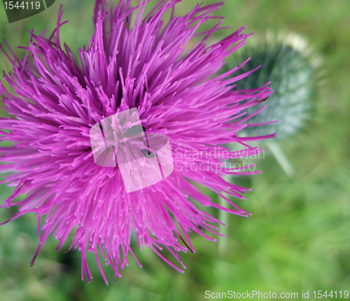 Image of violet thistle flower