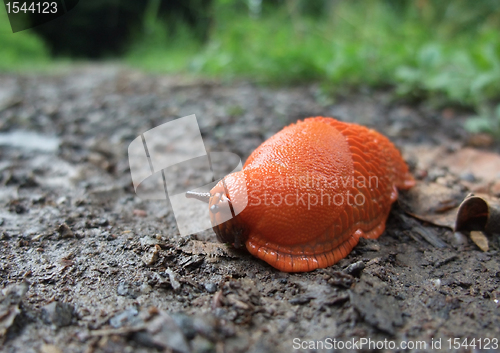 Image of red slug on the ground