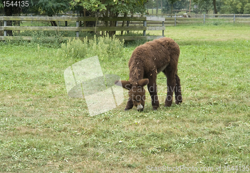 Image of Poitou donkey