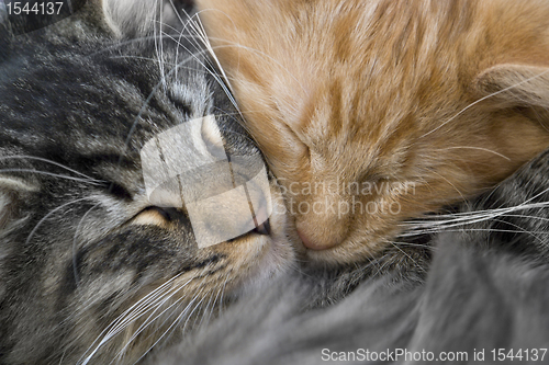 Image of snuggling kittens