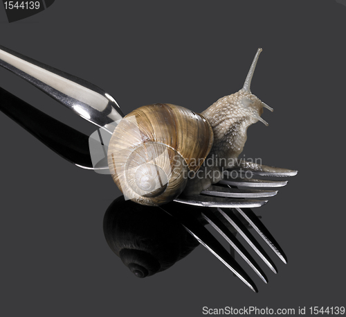 Image of Grapevine snail on fork