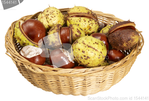 Image of horse chestnuts