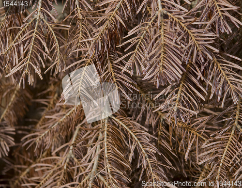 Image of twigs with brown dry needles