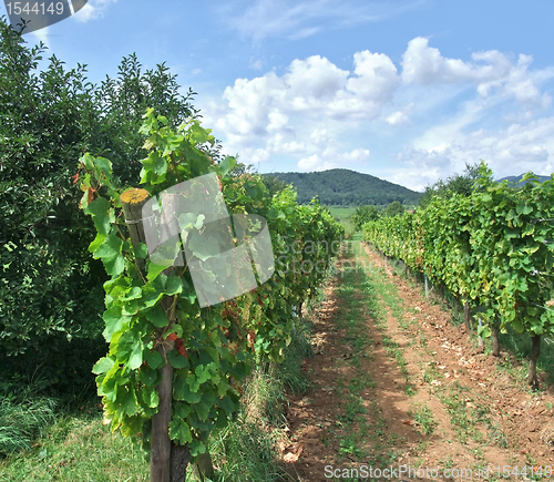 Image of vineyard scenery in Alsace