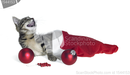 Image of Christmas cat in red jelly bag cap