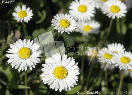 Image of daisy flowers