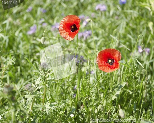 Image of corn poppies