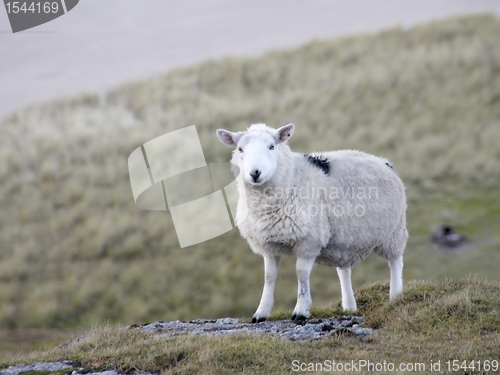 Image of sheep at the coast detail