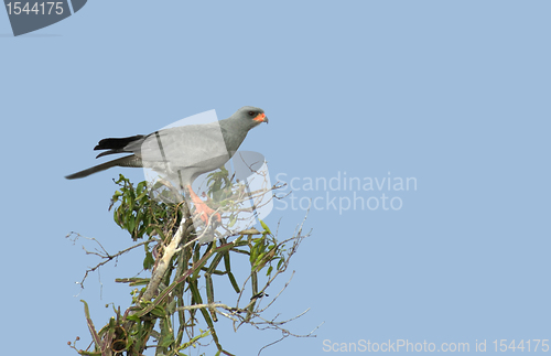 Image of Goshawk on treetop