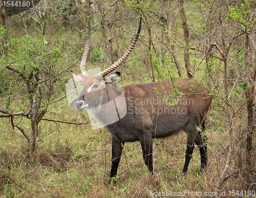 Image of Defassa Waterbuck in shrubby vegetation