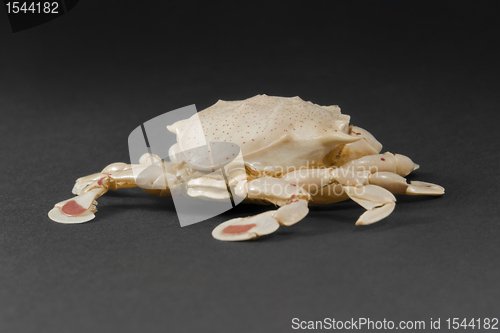 Image of moon crab in dark back