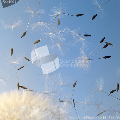 Image of flying dandelion seeds in blue back
