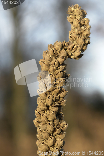 Image of withered plant detail at autumn time