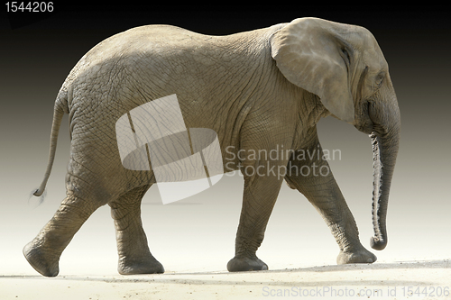 Image of african elephant