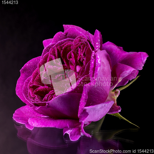 Image of wet purple rose flower