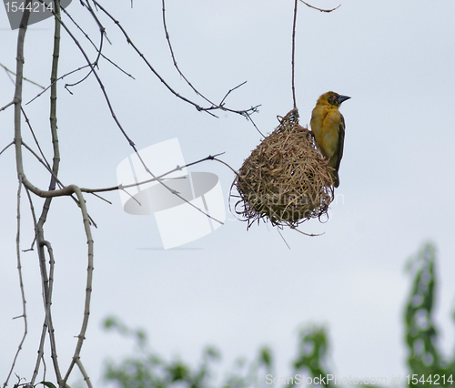 Image of Weaver Bird and nest