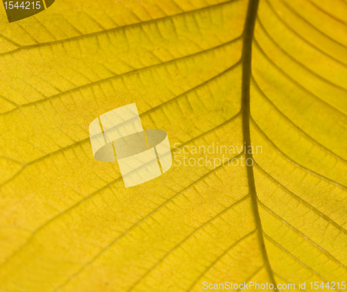 Image of yellow autumn leaf detail