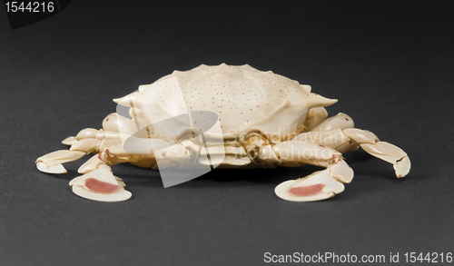 Image of moon crab in dark back