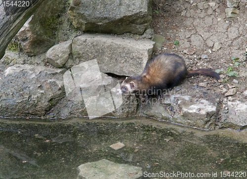 Image of waterside Ferret