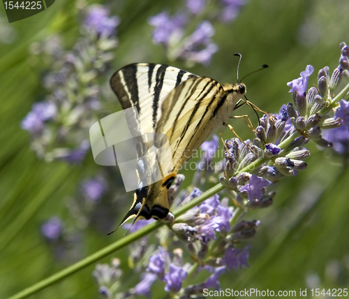 Image of Scarce Swallowtail