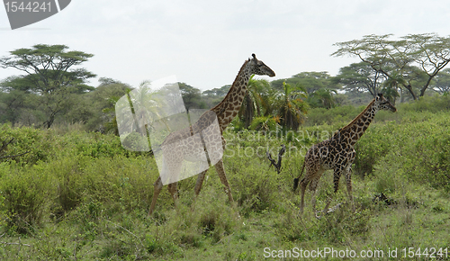 Image of two Giraffes walking through green vegetation