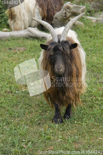 Image of Valais Blackneck