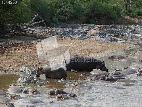 Image of some Hippos waterside