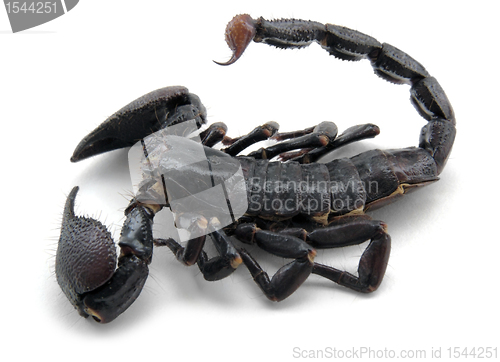 Image of dark scorpion